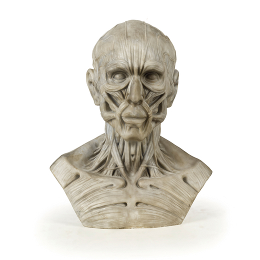SCULTURA IN MARMO raffigurante busto anatomico écorché ispirato ai modelli di Jean-Antoine Houdon;