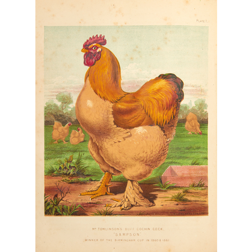 [ECONOMIA - AGRARIA] WRIGHT, Lewis. The illustrated book of poultry. Londra: Cassell, Petter & Galpi