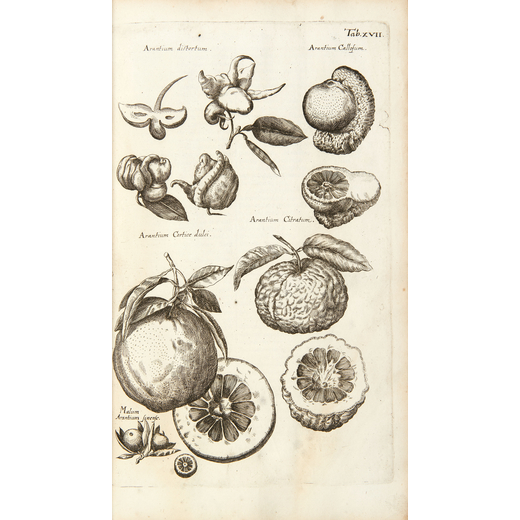 JONSTON, John (1603-1675). Dendrographias, sive histori? naturalis de arboribus et fruticibus tam no
