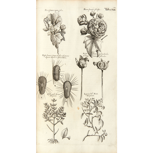 JONSTON, John (1603-1675). Dendrographias, sive histori? naturalis de arboribus et fruticibus tam no