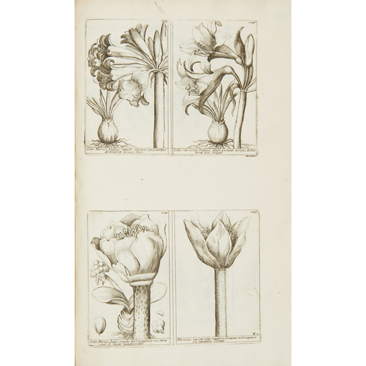 BARELLIER, Jacques (1606 - 1673). Plantae per Galliam, Hispaniam et Italiam observatae. Parigi: Gane