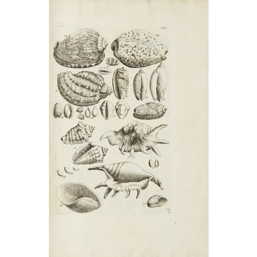 BARELLIER, Jacques (1606 - 1673). Plantae per Galliam, Hispaniam et Italiam observatae. Parigi: Gane