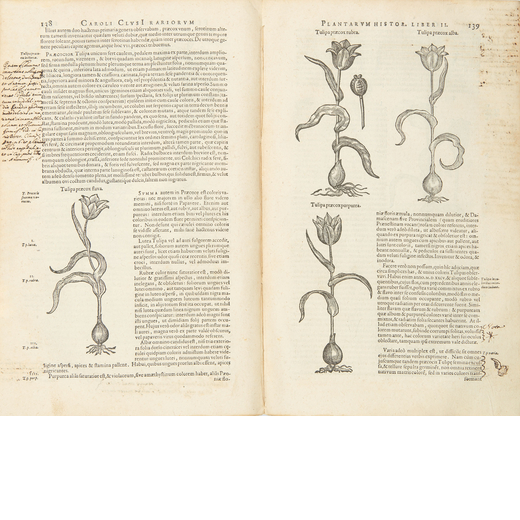 LECLUSE, Charles (1526-1609). Rariorum plantarum historia. Antwerp: Plantin, 1601.
