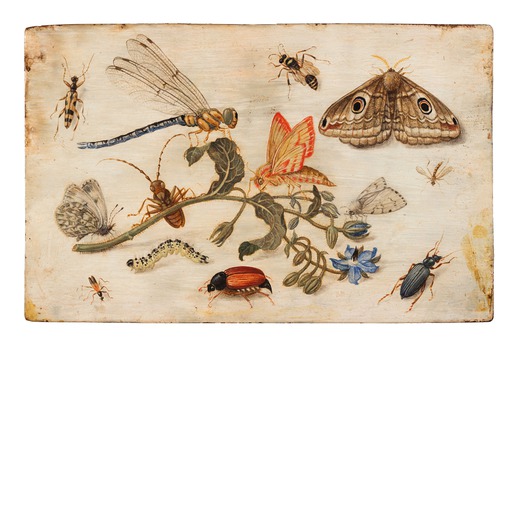 JAN VAN KESSEL (maniera di) (Anversa, 1626 - 1679)<br>Fiore e insetti<br>Olio su rame, cm 10,4X16,2