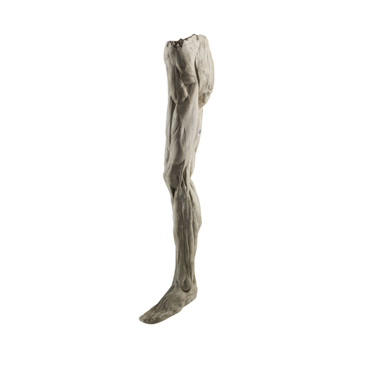 MODELLO ANATOMICO IN GESSO, XX SECOLO raffigurante gamba umana, gancio in ferro nella parte superior