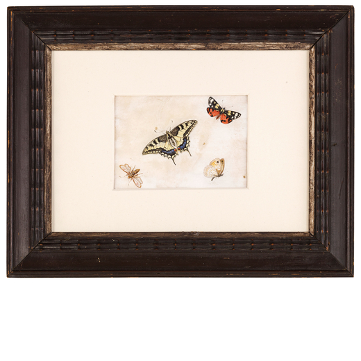 HERMANN HESTEMBURG  (Hoorn, 1667 - 1726)<br>Miniatura con farfalle<br>Tempera su pergamena, cm 12X17